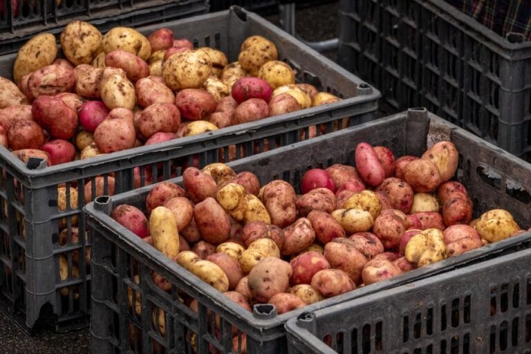 Afacere într-un oraș mic: mai adânc sau mai departe? Lădițe cu roșii și castraveți pe o masă într-o piață cu produse de la producători locali